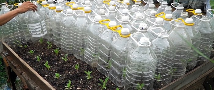 How to use PET bottles to grow a supply of spinach for the whole year in a month and a half