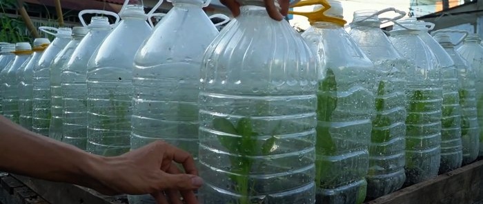 How to use PET bottles to grow a supply of spinach for the whole year in a month and a half