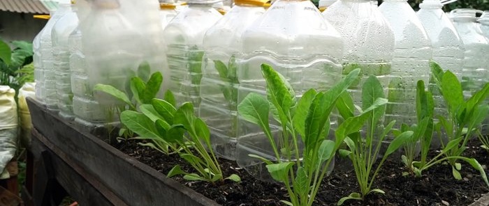 How to use PET bottles to grow a supply of spinach for the whole year in a month and a half