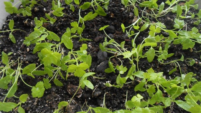 How to grow parsley on a windowsill in winter and summer Step-by-step photo instructions with secrets