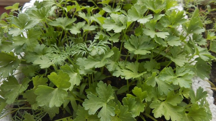 How to grow parsley on a windowsill in winter and summer Step-by-step photo instructions with secrets