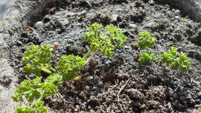 How to grow parsley on a windowsill in winter and summer Step-by-step photo instructions with secrets