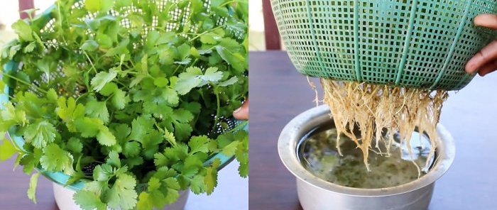 An easy way to grow coriander hydroponically on your windowsill