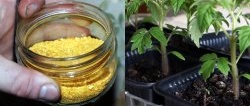 How to make fertilizer, a pinch of which will make the stems of your plants strong and healthy