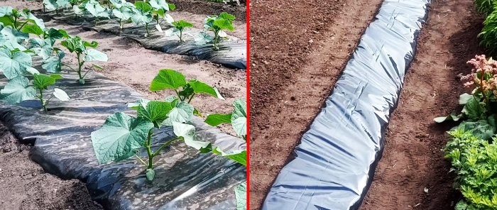 We plant cucumbers under film and forget about watering for the whole season