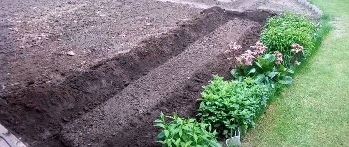 We plant cucumbers under film and forget about watering for the whole season