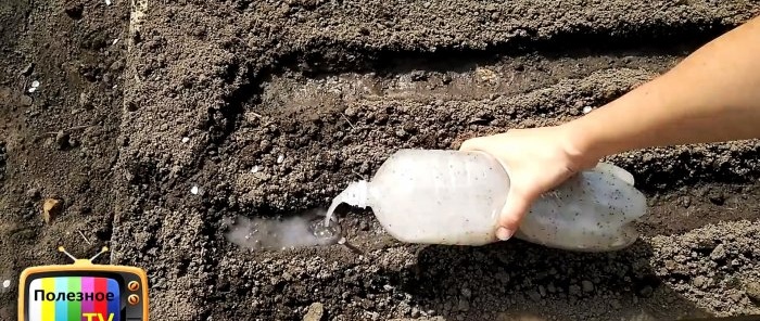 Life hack for gardeners: quick planting of carrots without thinning