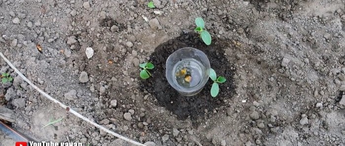 A root watering system made from a PET bottle will help plants and save you water.