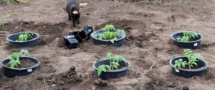 Know-how in planting tomatoes for a large harvest