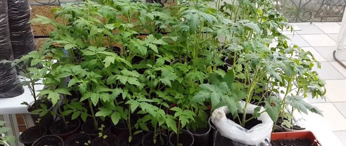 Growing tomatoes using the IM Maslov method