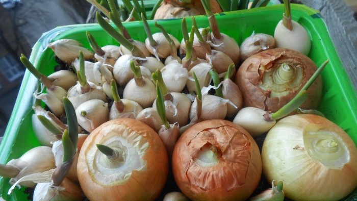 Planting onions and garlic together for forcing onto greens