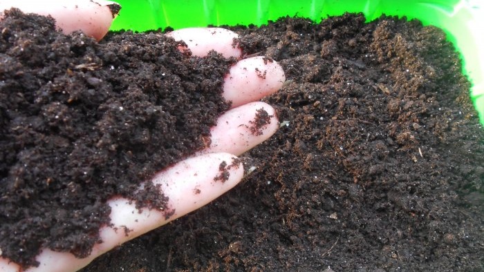 Planting onions and garlic together for forcing onto greens