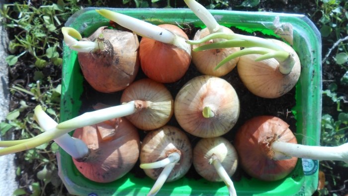 Planting onions and garlic together for forcing onto greens