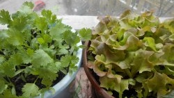 Growing lettuce at home.Full report from seed selection to results