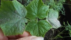 Life hack for gardeners: Stimulating root formation of seedlings using succinic acid