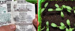 How to grow strong and healthy seedlings using regular activated carbon