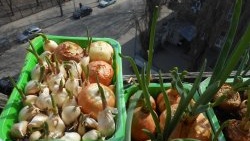 Personal experience: Planting onions and garlic together for forcing onto greens