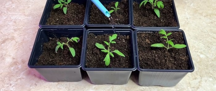 How to make the roots of tomato seedlings grow after picking