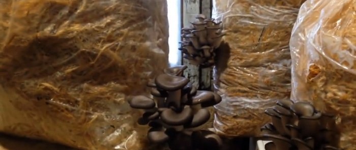 How to grow oyster mushrooms at home without buying mycelium