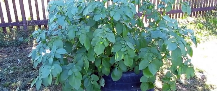 How to grow potatoes in tires and how effective it is