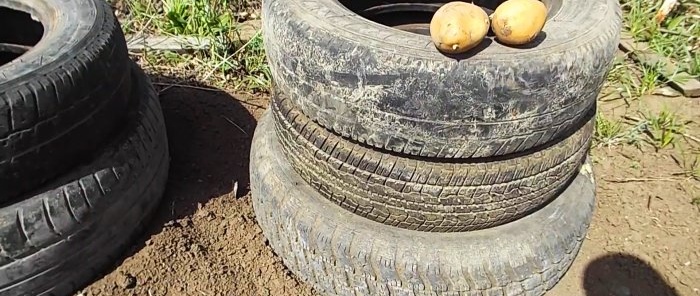 How to grow potatoes in tires and how effective it is