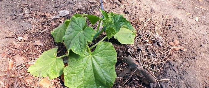 3 options for planting cucumbers in a greenhouse for productivity throughout the season