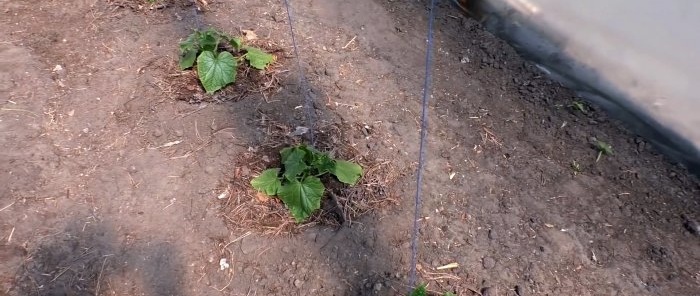 3 options for planting cucumbers in a greenhouse for productivity throughout the season