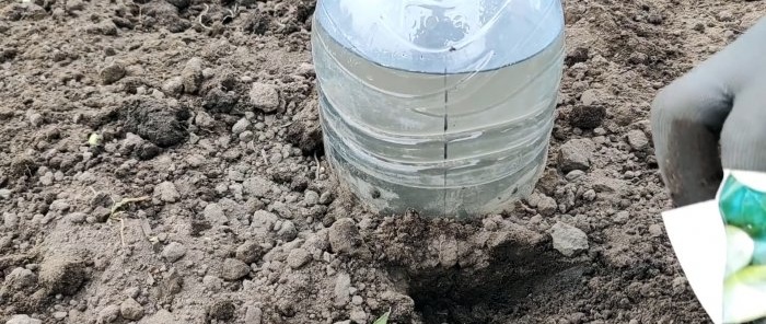 The simplest drip irrigation from a plastic bottle for a strong harvest