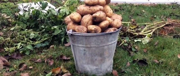 How to plant potatoes in boxes and collect a bucket from a bush