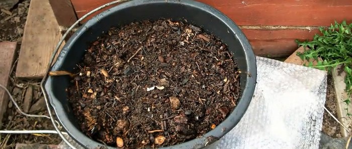 How to plant potatoes in boxes and collect a bucket from a bush