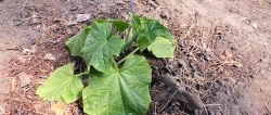 3 options for planting cucumbers in a greenhouse for productivity throughout the season