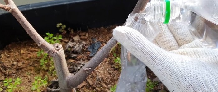 A curious way to root seedlings from branches in water