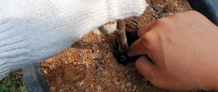 A curious way to root seedlings from branches in water