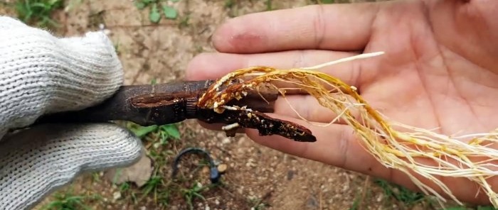 A curious way to root seedlings from branches in water