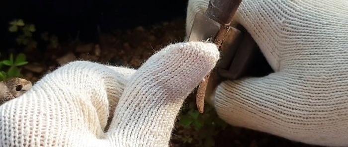 A curious way to root seedlings from branches in water