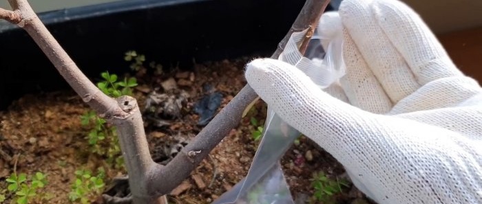 A curious way to root seedlings from branches in water