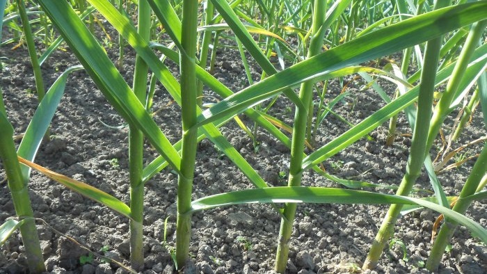 Fertilizing garlic in May for a large harvest Ferment to improve the microbiological situation in the soil