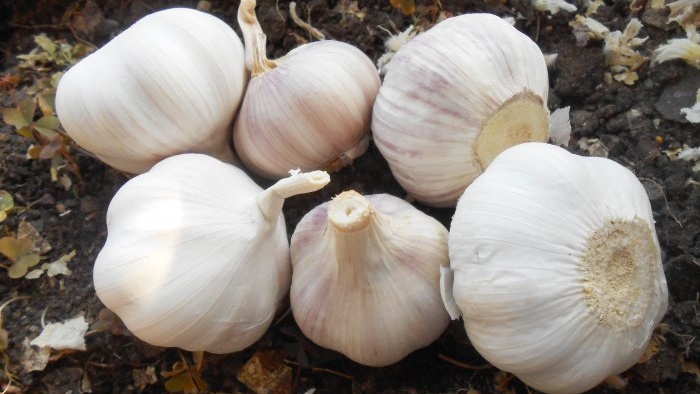 Fertilizing garlic in May for a large harvest Ferment to improve the microbiological situation in the soil