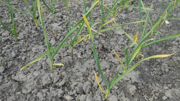 Fertilizing garlic in May for a large harvest Ferment to improve the microbiological situation in the soil