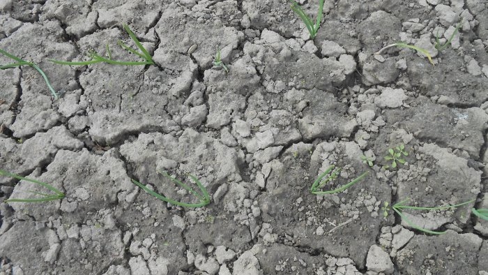 Fertilizing garlic in May for a large harvest Ferment to improve the microbiological situation in the soil