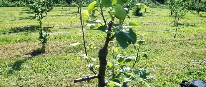 Grafting trees with a screwdriver