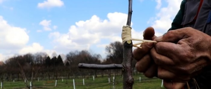 Grafting trees with a screwdriver