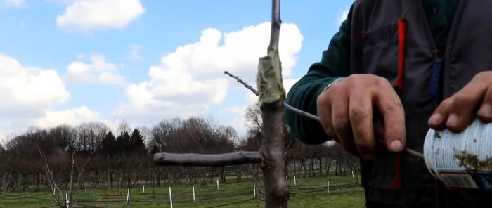 Grafting trees with a screwdriver