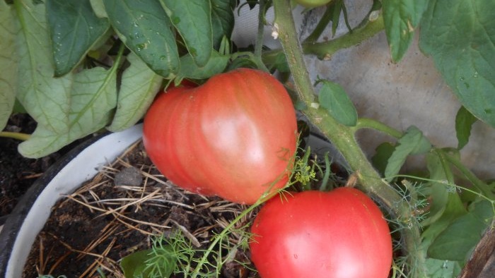 Yeast solution for one-time feeding of tomato seedlings