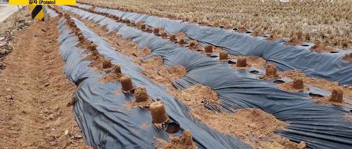 A new way to grow potatoes without weeding and hilling