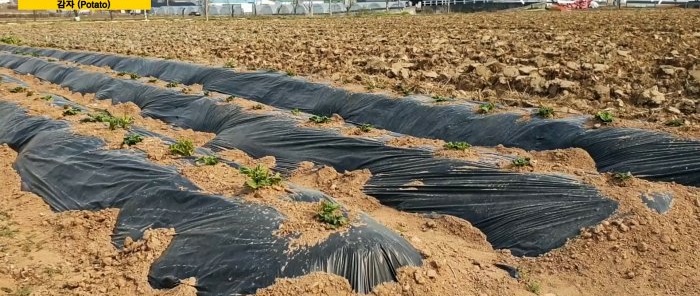 A new way to grow potatoes without weeding and hilling