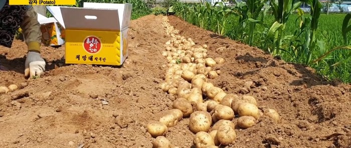 A new way to grow potatoes without weeding and hilling