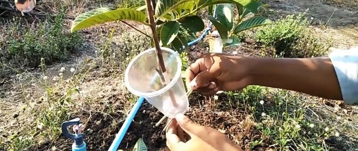 A new way to quickly obtain seedlings from any tree