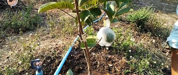 A new way to quickly obtain seedlings from any tree