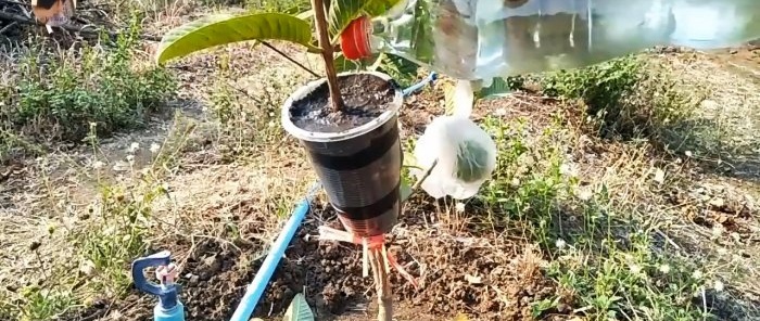 A new way to quickly obtain seedlings from any tree